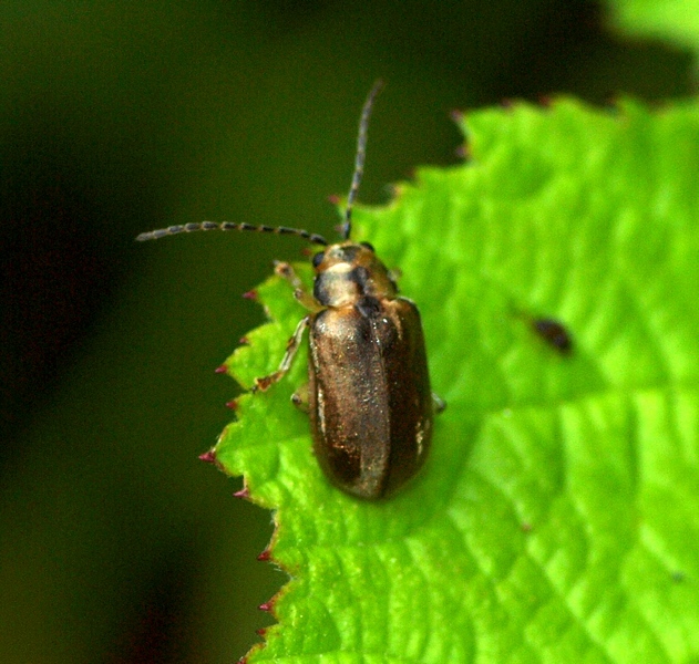 Chrysomelidae